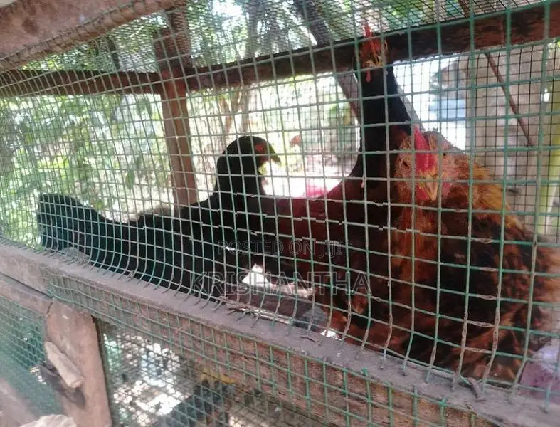 Farm Chickens