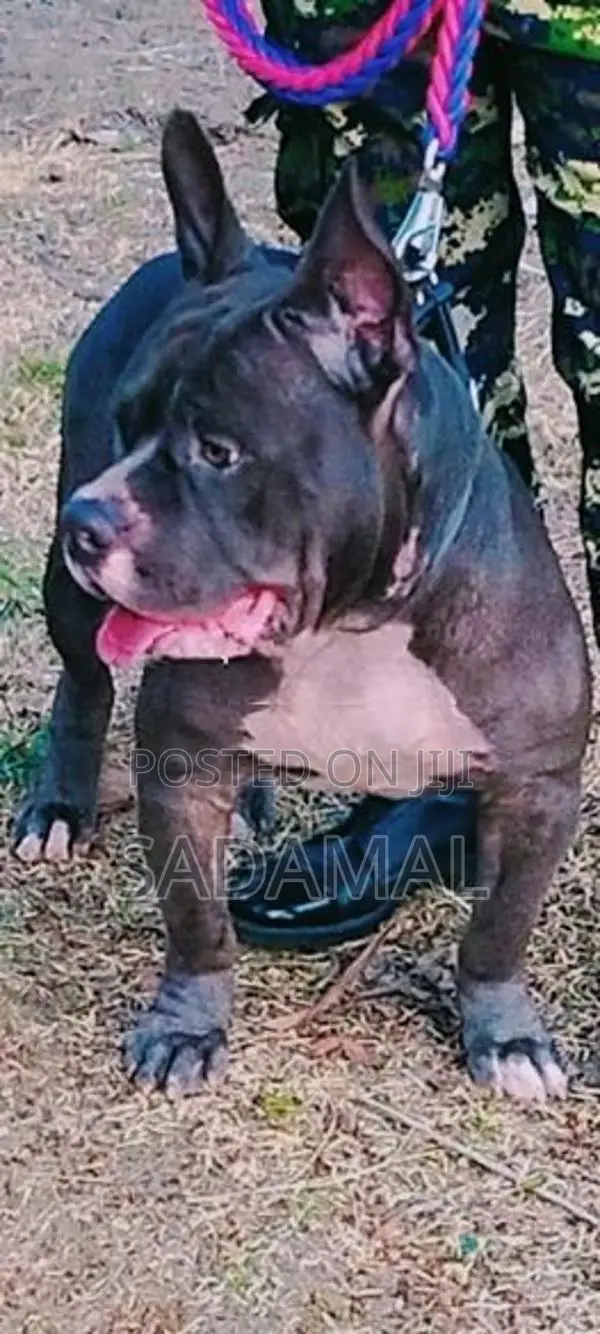 American Bully Crushing