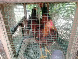 Farm Chickens