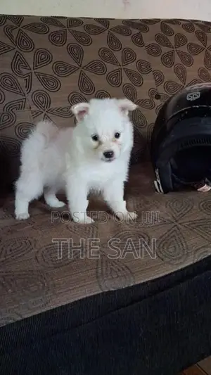 Lion Pomeranian