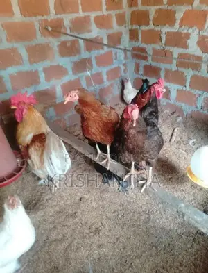 Farm Chickens