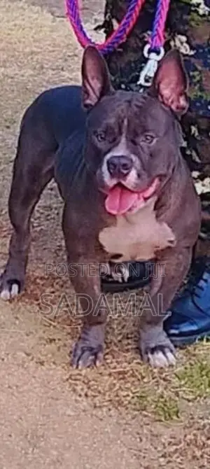 American Bully Crushing