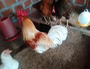 Farm Chickens