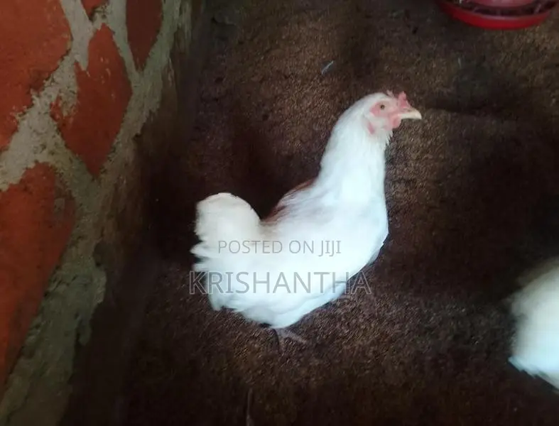 Farm Chickens