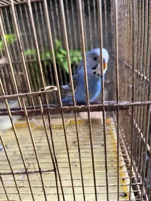 Love Birds