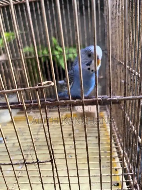 Love Birds