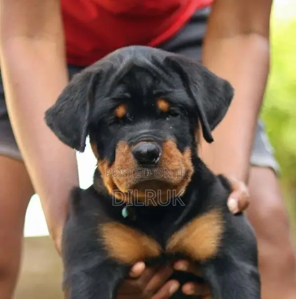 Rottweiler Puppies