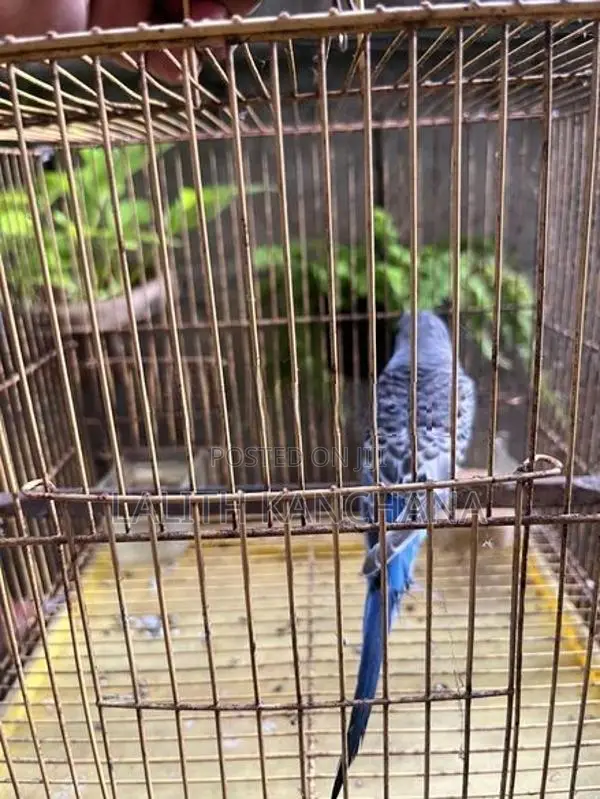 Love Birds