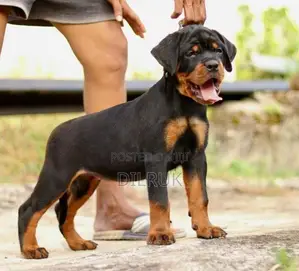 Rottweiler Puppies