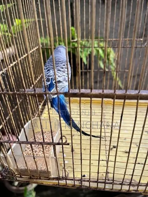 Love Birds