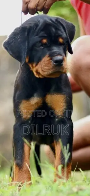 Rottweiler Puppies