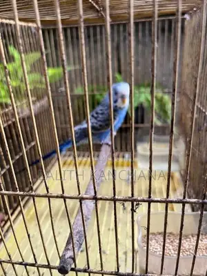 Love Birds