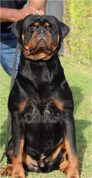 Rottweiler Puppies