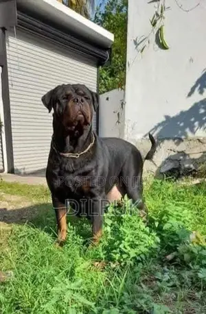 Rottweiler Puppies