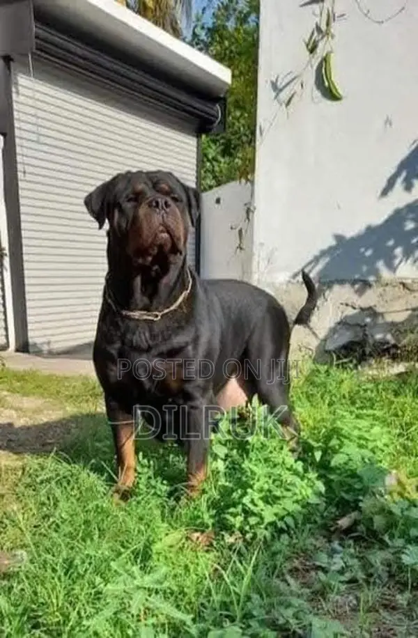 Rottweiler Puppies