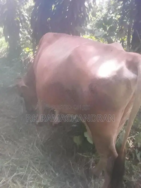 විකිනීම සදහා