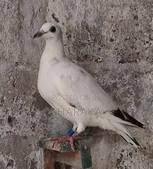 Racing pigeon YB