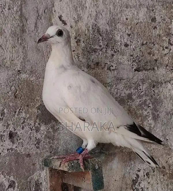 Racing pigeon YB