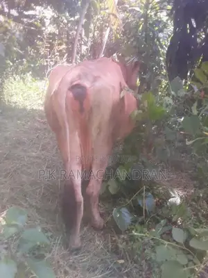 විකිනීම සදහා