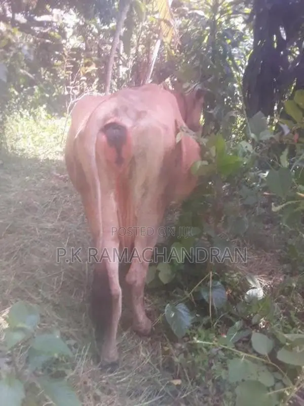 විකිනීම සදහා