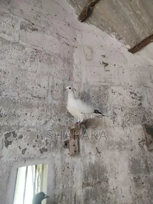 Racing pigeon YB