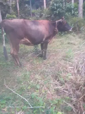 විකිනීම සදහා