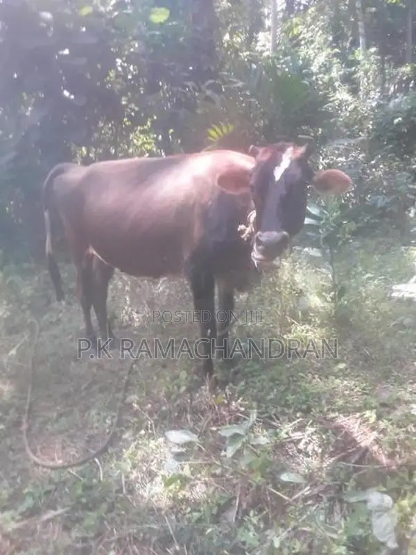 විකිනීම සදහා