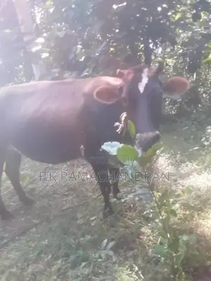 විකිනීම සදහා