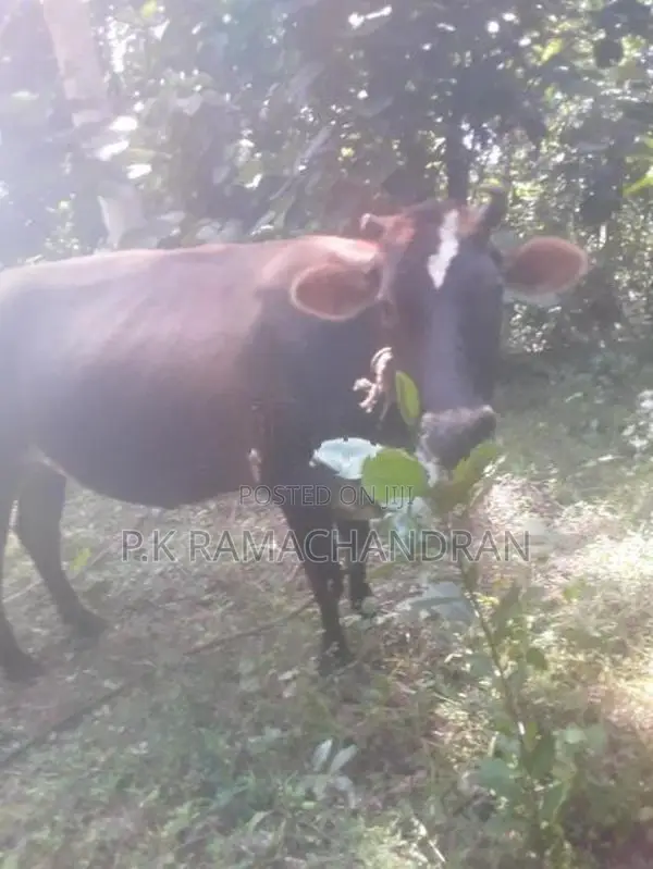 විකිනීම සදහා