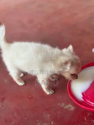 Pomanerian Puppies