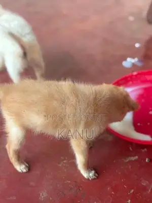 Pomanerian Puppies