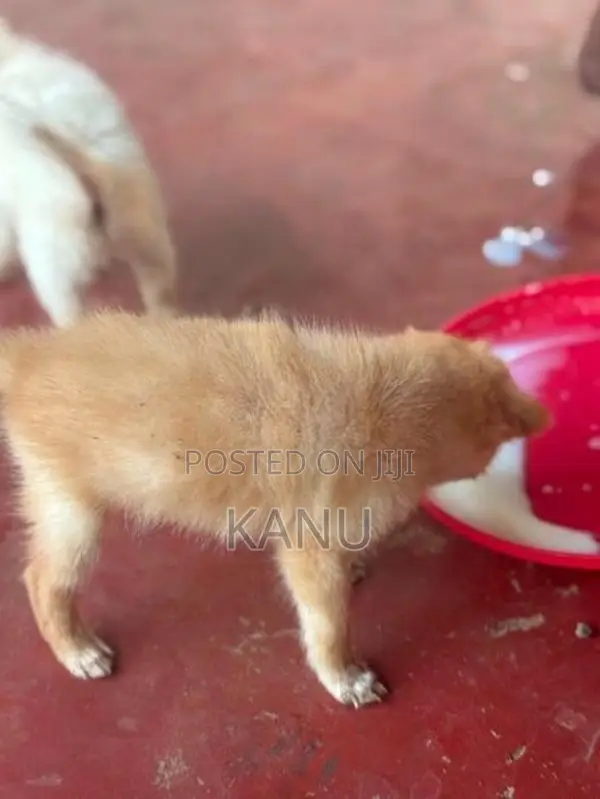 Pomanerian Puppies