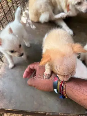 Pomanerian Puppies