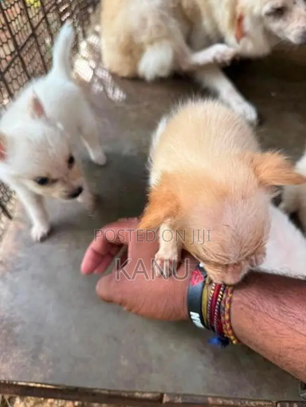 Pomanerian Puppies
