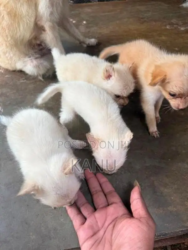 Pomanerian Puppies