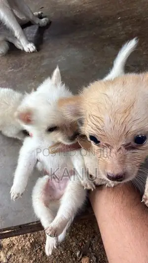 Pomanerian Puppies