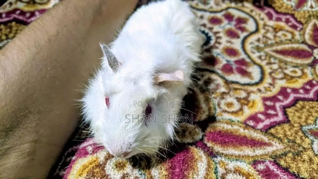 Guinea pig