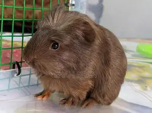 Guinea pig