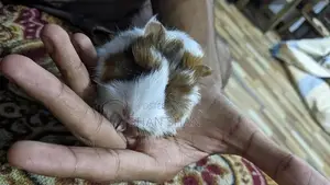 Guinea pig