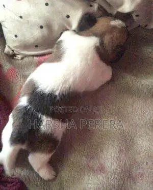 Shitzu Puppy