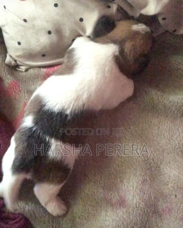 Shitzu Puppy
