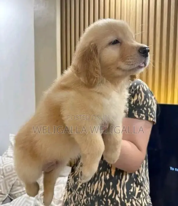 Golden Retriever Puppy