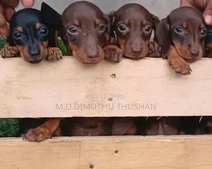 Dachshund Chocolate Brown Puppies