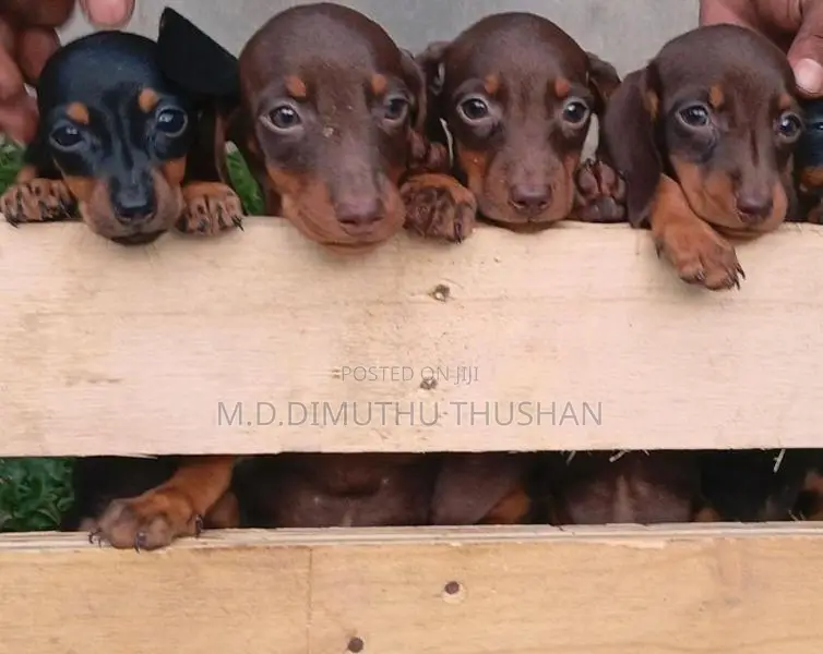 Dachshund Chocolate Brown Puppies