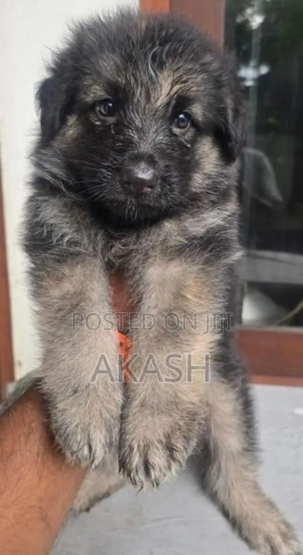 Lion shepherd puppies