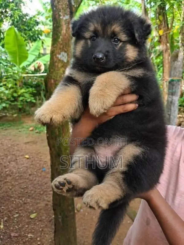 German shepherd female