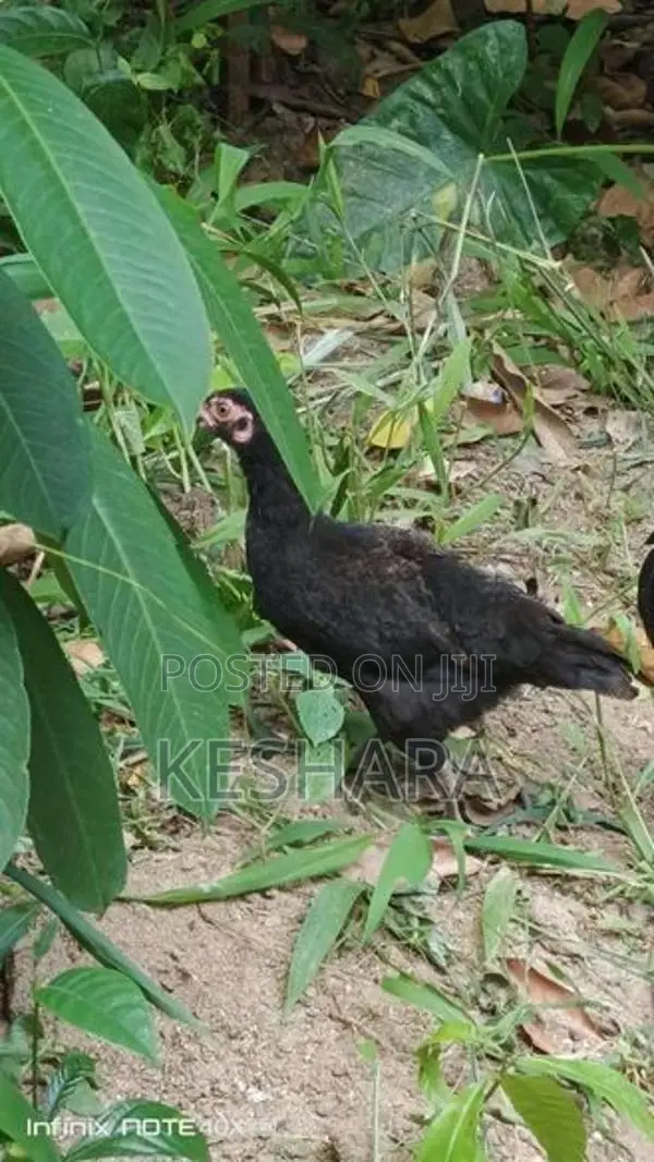 Rooster with hand Chick