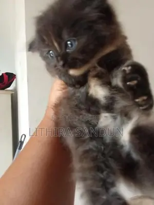 persian kitten