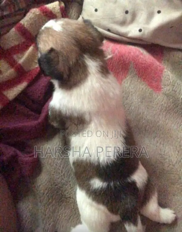 Shitzu Puppy