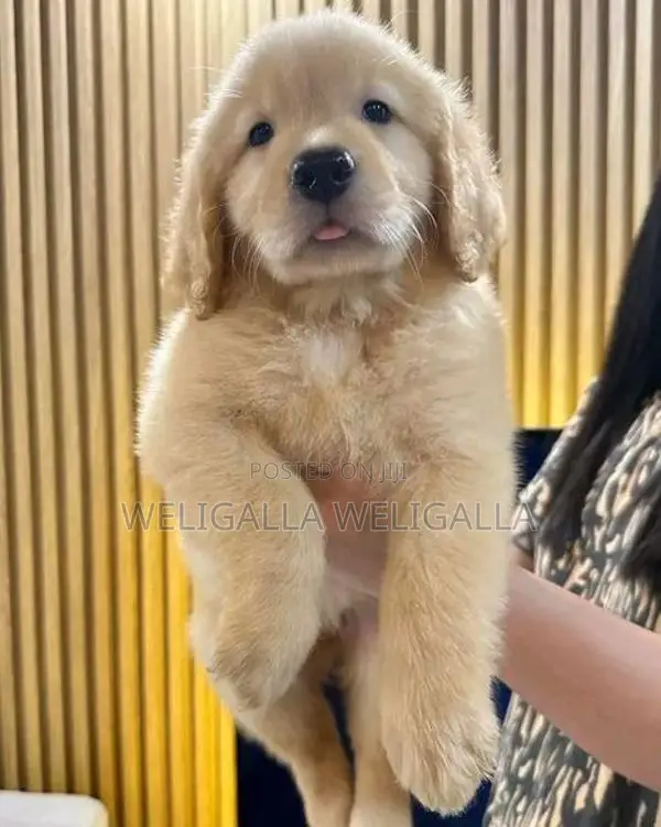Golden Retriever Puppy